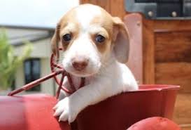 We did not find results for: Love Ya Adorable Chocolate Based Red Piebald Davchshund At Muddy River Dachshunds Dachshund Puppies Dachshund Puppies For Sale Dachshund Puppy Miniature