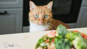 kedilerin kilo almasina yardimci yuksek kalorili en iyi 5 kedi mamasi kedi blog