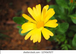 Image result for Osteospermum barberiae