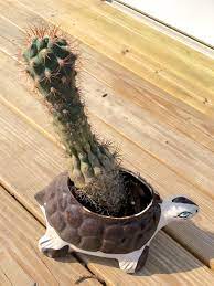 In feng shui, if you put this succulent on your terrace or windowsill, it is believed that it will protect you from negative energy and. Inherited This Guy From My Grandmother What Can I Do To Make Him Look Less Like A Microphone Also Throw In An Id If You Can Cactus