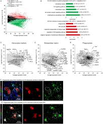 „mikor az úristen ádámot mög évát mögteremtötte, éva annyira haladt als gott ádám und éva schuf ist eva so weit gekommen, dass sie ständig mit ádám wetteiferte. Temporal Specificity And Heterogeneity Of The Fly Immune Cells Transcriptional Landscape Biorxiv