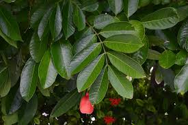 Image result for Blighia