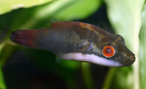 Carinotetraodon irrubesco – Red-tailed Redeye Puffer — Seriously Fish