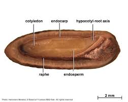Image result for Berchemia zeyheri