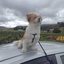 Profile for Jonathan Concha