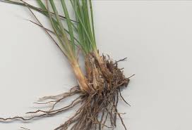 Image result for Fimbristylis dichotoma