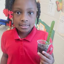 Mrs. Rideau's 2nd graders are growing fave and radish plants!