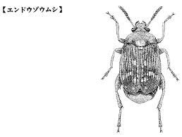 Check spelling or type a new query. Kacang Kumbang Ilmu Biologi Mimir Kamus