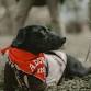 High Country Humane Pet Adoption Event at Flagstaff Mall is May 23