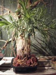 Littletree Bonsai Landscape Design Anita Dracaena With Vines Facebook