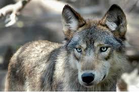 The gray, or timber, wolf (canis lupus) is the better known. Colorado Welcomes Gray Wolf As They Lose Federal Protection Csmonitor Com