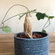 Image result for Kedrostis foetidissima