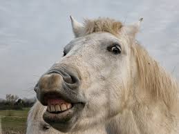 Check spelling or type a new query. A Tonk S Tail Err Tale Thursday Trivia Don T Look A Gift Horse In The Mouth