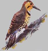 Alabama Department Of Archives And History Alabama Emblems State Bird