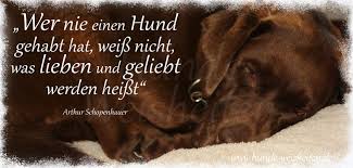 Diese bilder könnt ihr bei whatsapp, jappy, facebook. Hunde Weisheiten Gute Nacht Und Susse Traume 3 Facebook