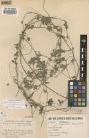 Image result for Rhynchosia albissima