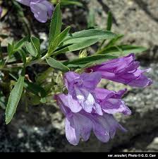 Image result for Cystostemon