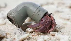 The Top 8 Weird Bizarre Artificial Hermit Crab Shells