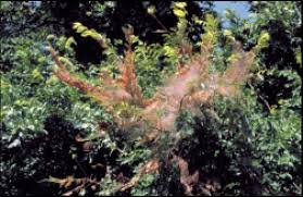 Austin Pecan Web Worms Worms In Pecan Trees Austin Texas Webworms