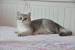 Golden Shaded British Longhair