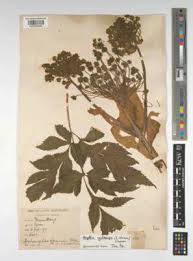 Image result for Cyclocarpa stellaris