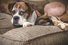 Maybe you would like to learn more about one of these? In Home Euthanasia Senior Paws