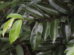 Image result for Artabotrys monteiroae