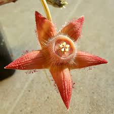 Image result for Duvalia