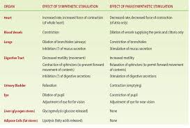 Are The Effects Of The Parasympathetic And The Sympathetic