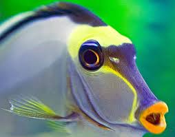 Venomous Fish Livescience Ocean Creatures Marine Fish Underwater Creatures