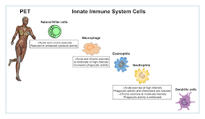Scielo Brasil Physical Exercise And Immune System Perspectives On The Covid 19 Pandemic Physical Exercise And Immune System Perspectives On The Covid 19 Pandemic