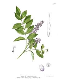 Image result for Millettia psilopetala