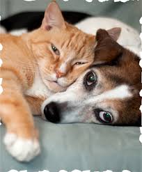 Check spelling or type a new query. Dog Boarding Daycare Bloomfield Birmingham Detroit Mi