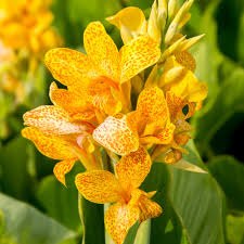 Image result for Canna indica