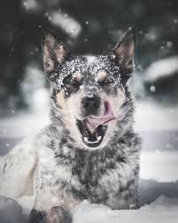 20 Best Free Snow Pictures On Unsplash In 2020 Cattle Dog Dog Breeds Utonagan Dog