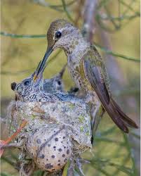 Anna S Hummingbird Feeding Her 15 Day Old Chicks Mike Spinak Beautiful Birds Annas Hummingbird Pretty Birds