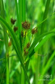 Image result for Cyperus longus