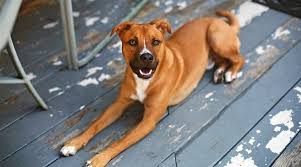 He's a very loving playful pup. German Shepherd Pitbull Mix Breed Info Traits Puppy Prices More