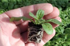 Image result for foto petúnie