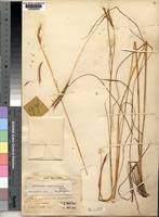 Image result for Andropogon canaliculatus