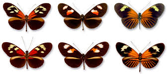 Often to attract their prey; Solving The Puzzles Of Mimicry In Nature The New York Times