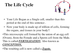 This happens in the fallopian tube. The Life Cycle Your Life Began As A Single Cell Smaller Than This Period At The End Of This Sentence Now Your Body Is Made Up Of Trillion Of Cells