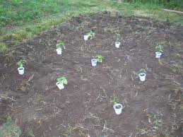 If you're growing in rows, space 6 feet by 6 feet apart. Transplanting Everything Is Homemade