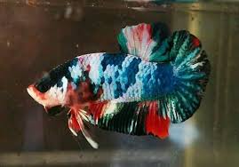 Multicolour Galaxy Koi Betta Betta Fish Fish Pet