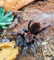 Image result for Mikaniopsis usambarensis