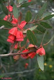 Image result for Cordia grandicalyx