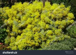 Image result for Acacia brevispica