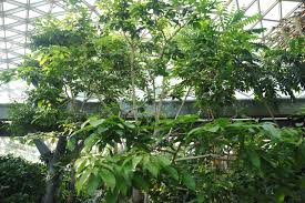 Image result for Sterculia appendiculata