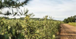 Cobram Estate The Food Front
