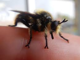Find & download free graphic resources for insect bumblebee. Bee Bumblebee Insect Bug Finger Nature Animal Yellow Natural Humble Bee Cute Pikist